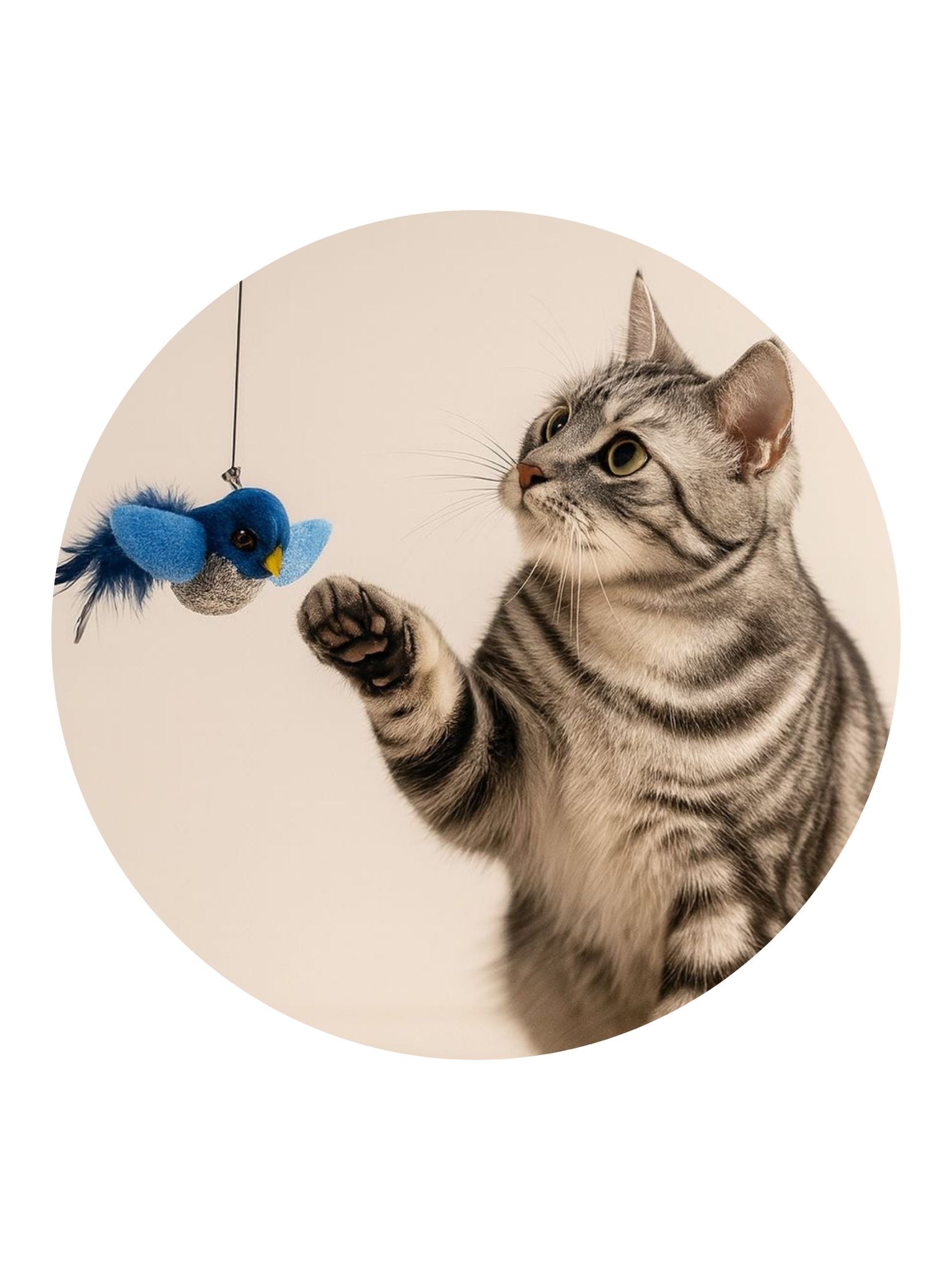 Cat Toys